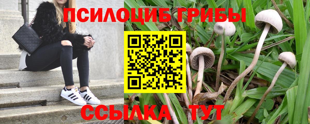 Галлюциногенные грибы мицелий  Вход с VPN  Галлюциногенные грибы Cubensis  Железногорск 